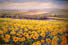 sunflowerfield